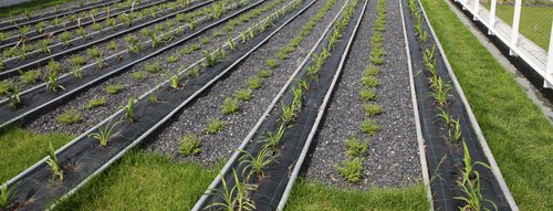 Grey-green infrastructure